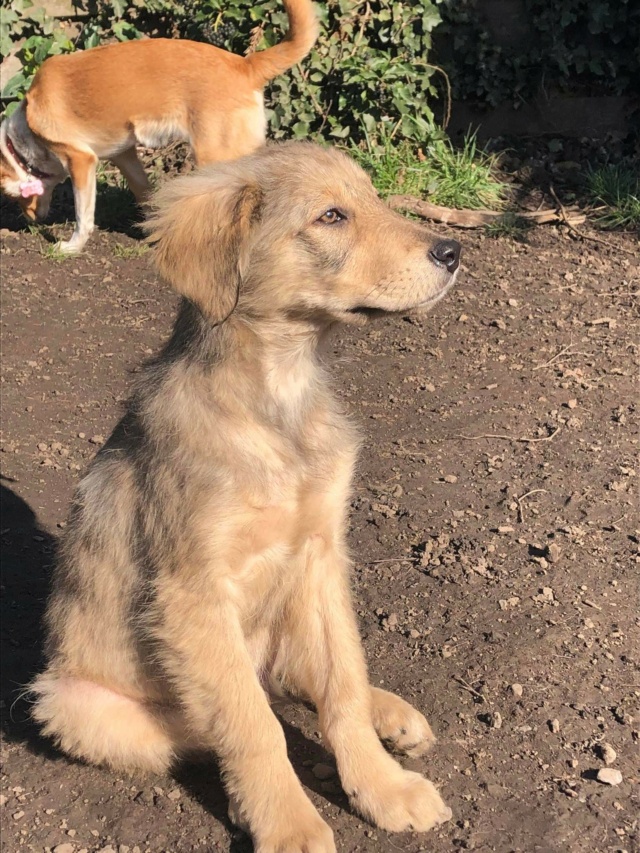 DONUT - Chiot mâle croisé de taille moyenne à l'âge adulte - Né environ en Septembre 2022 - Adopté par Florence en Belgique Recei549