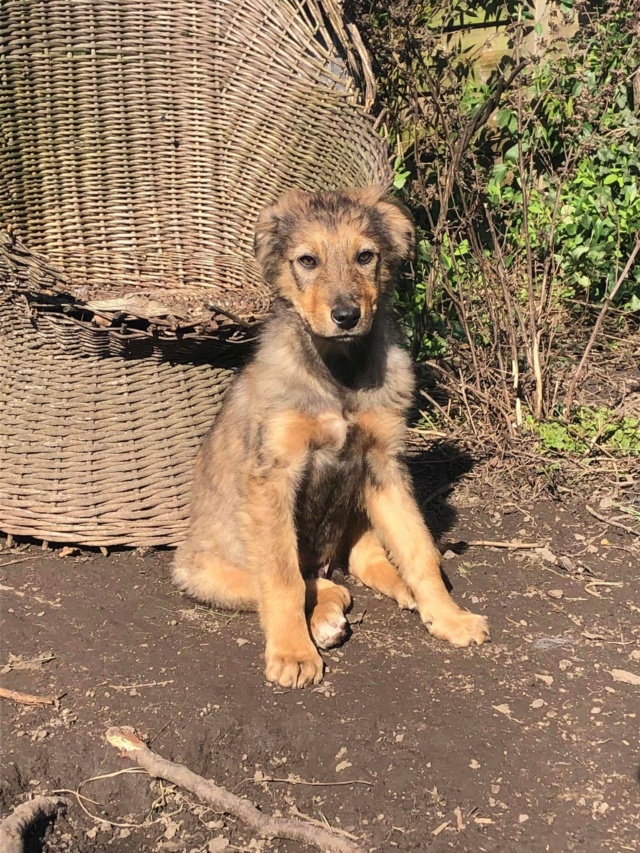 MUFFIN - Chiot mâle croisé de taille moyenne à l'âge adulte - Né environ en Septembre 2022 - Adopté par Malika en Belgique  Recei560