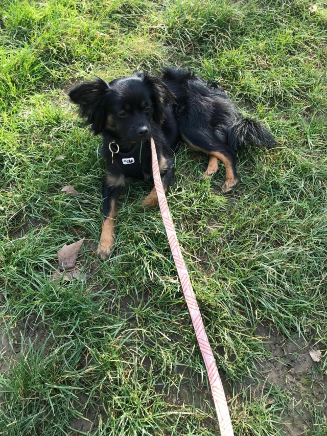 JESSIE - Chiot femelle croisée de petite taille à l'âge adulte - Née environ en Avril 2022 - Adoptée par Charlotte en France  Recei696