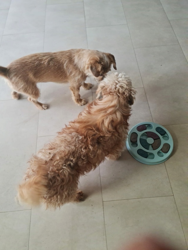 LUCKY (ex FLOCON) - Mâle croisé bichon de petite taille (8kg) - Né environ en 2021 - Refuge de Maya - Adopté par Pascale en France (dpt 77) Recei720