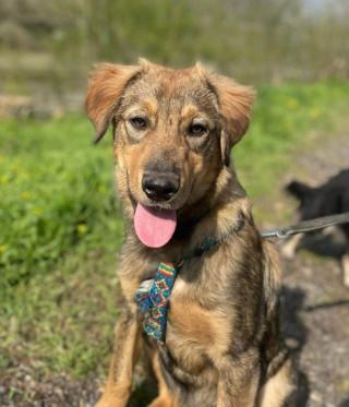 MUFFIN - Chiot mâle croisé de taille moyenne à l'âge adulte - Né environ en Septembre 2022 - Adopté par Malika en Belgique  Recei809