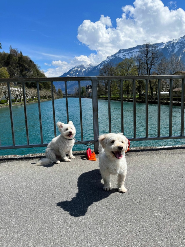 LUNA (ex CROUSTILLE) - Femelle croisée Bichon de petite taille - Née environ en 2019 - Refuge de Maya - Adoptée par Claudine en Suisse  Recei935