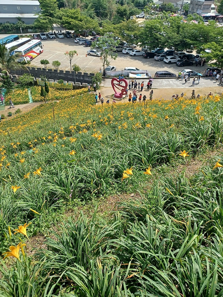 彰化花壇虎山巖金針花 0217