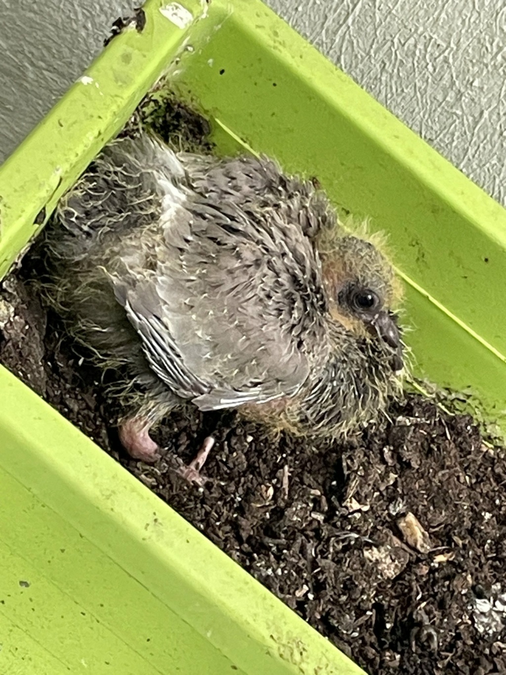 Bébé pigeon abandonné sur mon balcon Vgt-e210
