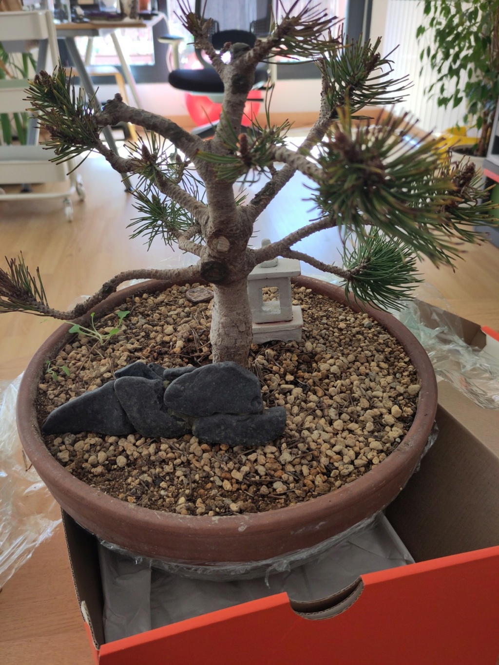 Presentación y rescate bonsai Img_2012