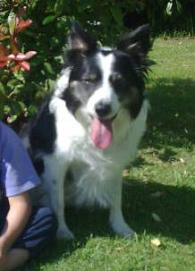 Jana border collie 9 ans non lof 72 Photo018