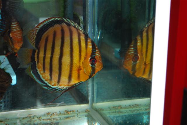 mes discus sauvages Photo_12