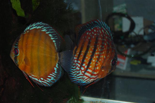 mes discus sauvages Photo_15