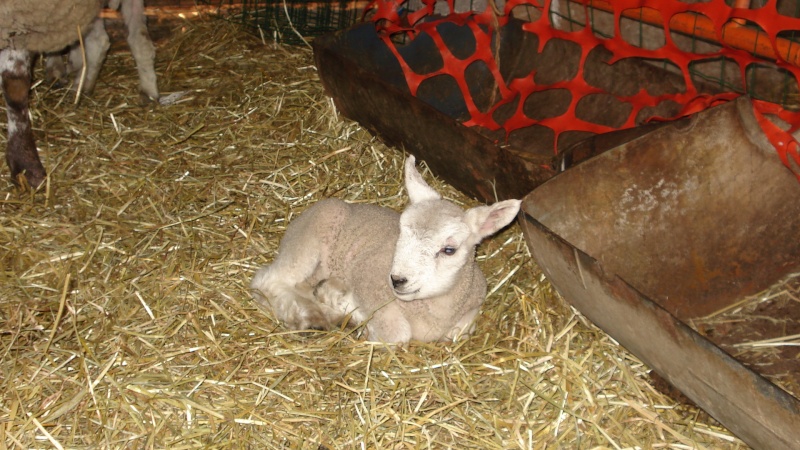 Miracle, Farah est devenue douce comme un agneau ! Mouton10