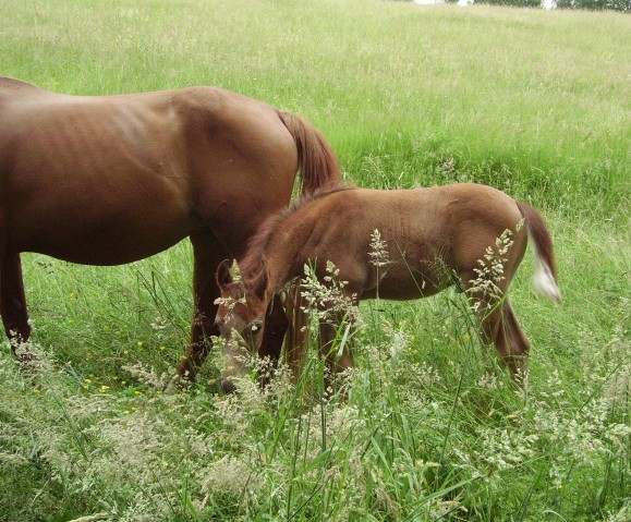 Mes bébés 2009: un poulain et une pouliche . Imgp0915