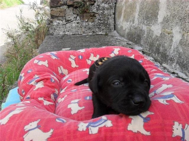 8 chiots type Labrador noirs nés le 25 août (Belgique) Assia11