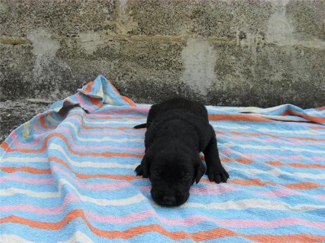 8 chiots type Labrador noirs nés le 25 août (Belgique) Cooper10