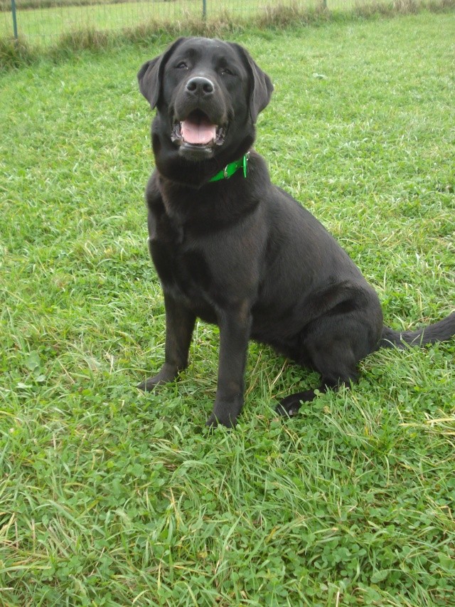 Flora magnifique labrador femelle noire de 3 ans URGENT Flora13