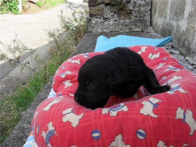 8 chiots type Labrador noirs nés le 25 août (Belgique) Vitaa_10