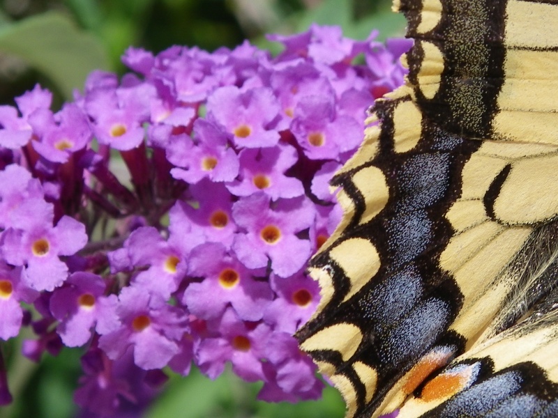 Le Machaon Imgp1222