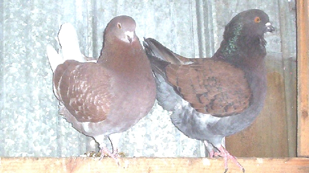 pigeons modena 000_0310