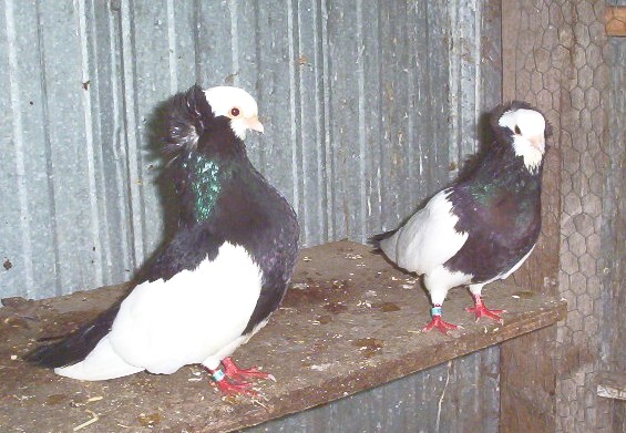 pigeons komoner 000_3613