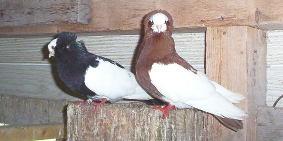 pigeons komoner 000_3710