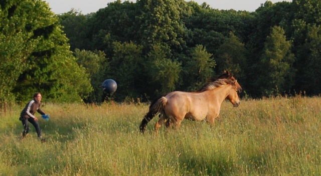 DEBAT: jouer avec son cheval: quand, comment, pourquoi? Cacame19