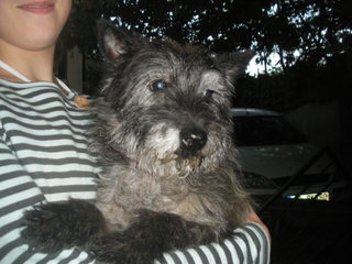 FANNY (FIONA) - type cairn - femelle - 10/11 ans - Fanny10