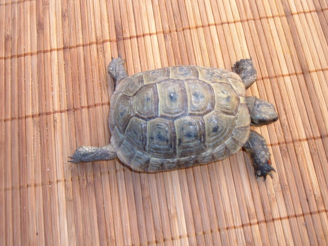 deux tortues graecas juveniles Dscf0188