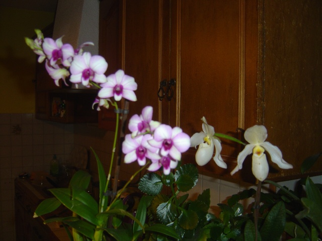 Soins des orchidées Dsc00220
