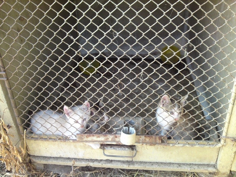 Trois chatons qui vivaient dans un clapier 64/65, restent deux mles ADOPTES P05-0814