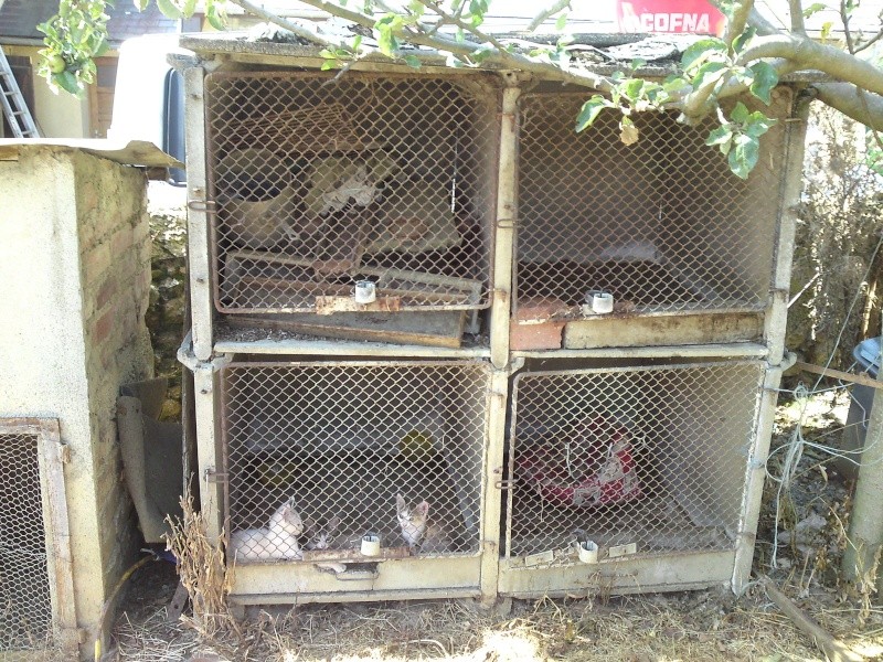 Trois chatons qui vivaient dans un clapier 64/65, restent deux mles ADOPTES P05-0815