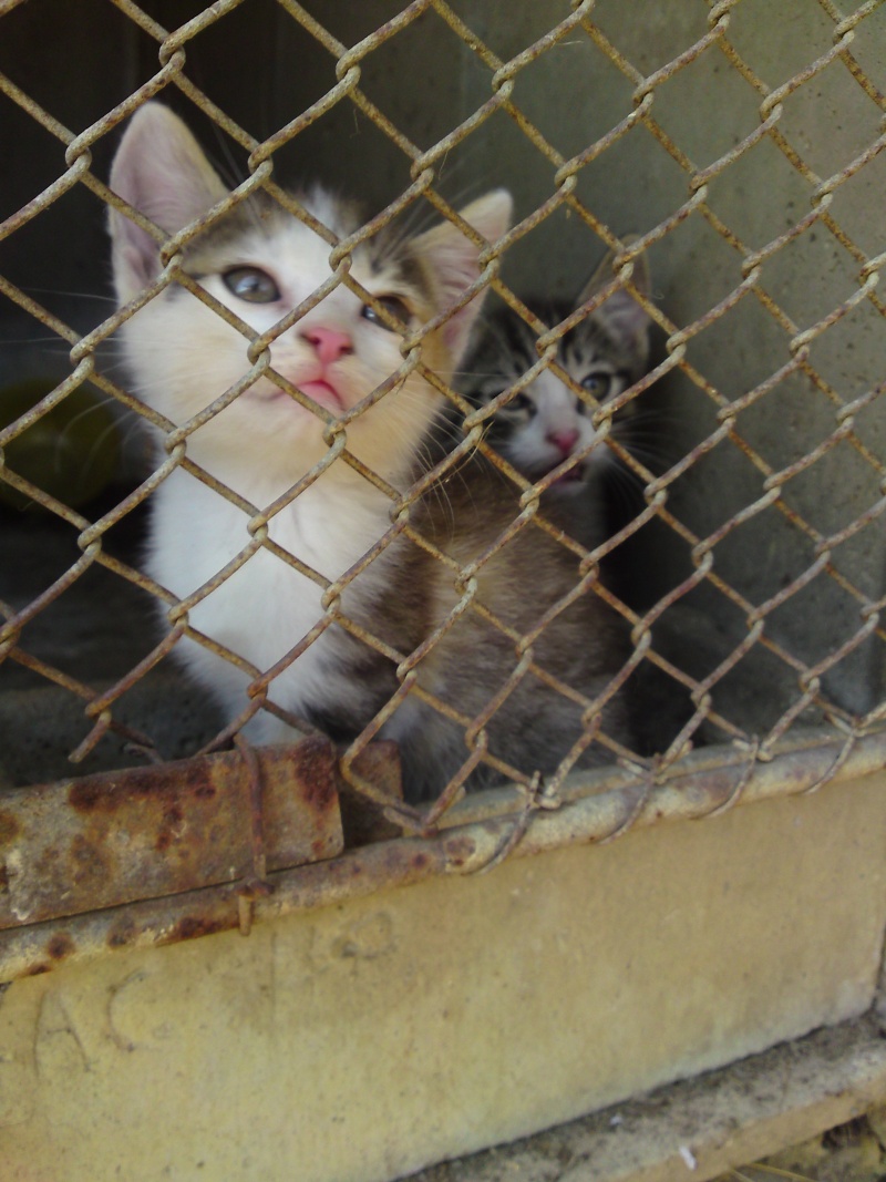Trois chatons qui vivaient dans un clapier 64/65, restent deux mles ADOPTES P05-0818