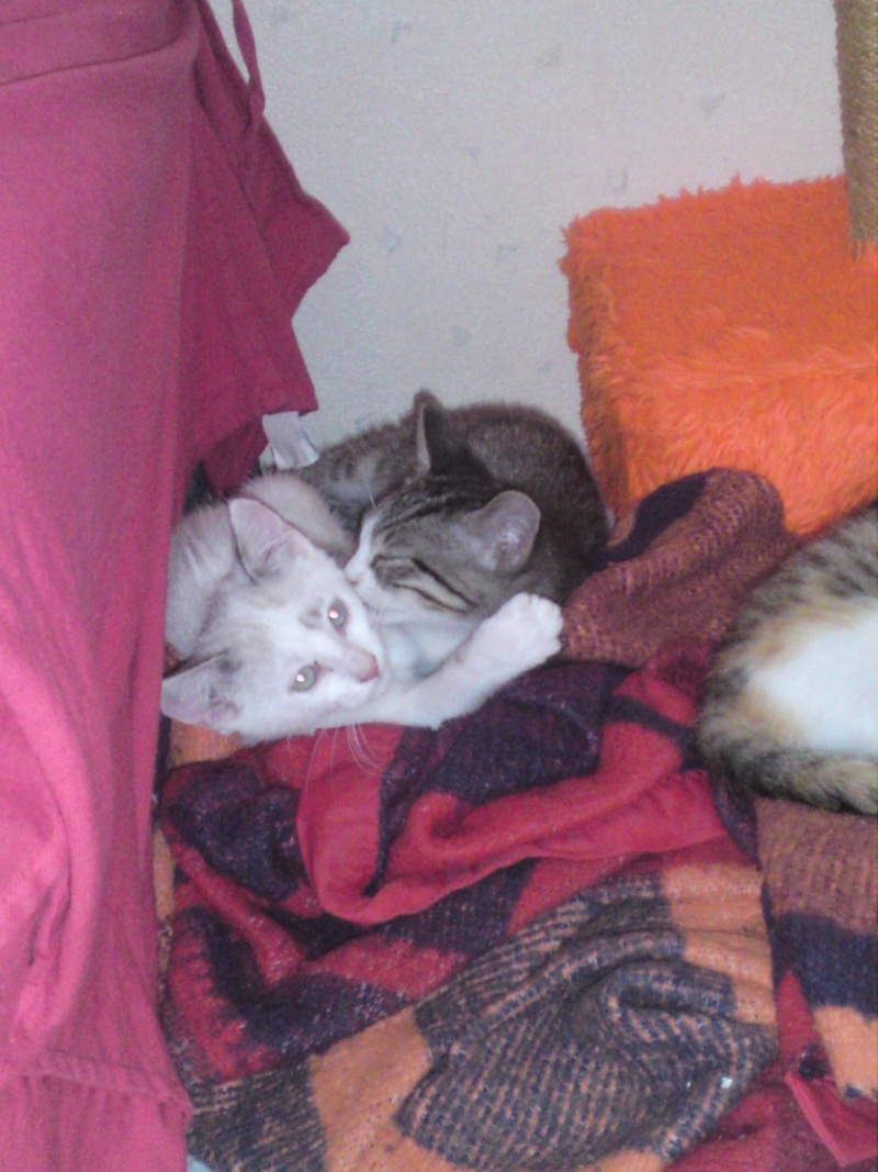 Trois chatons qui vivaient dans un clapier 64/65, restent deux mles ADOPTES P22-0813