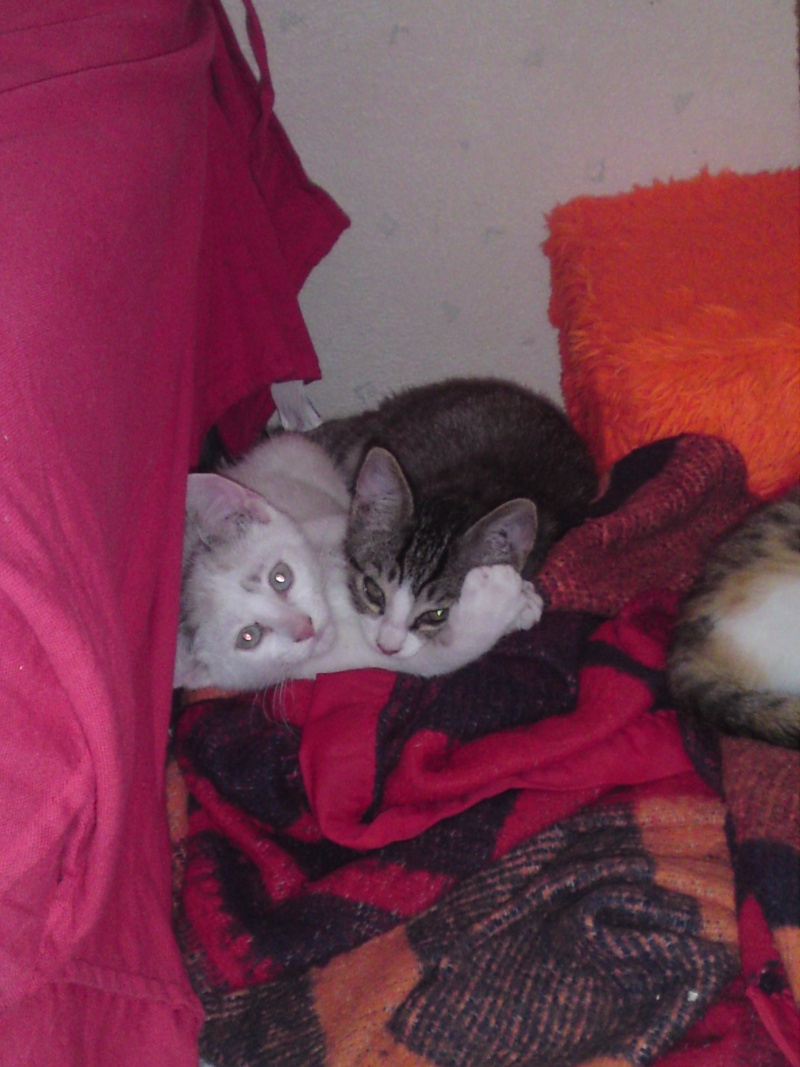 Trois chatons qui vivaient dans un clapier 64/65, restent deux mles ADOPTES P22-0814