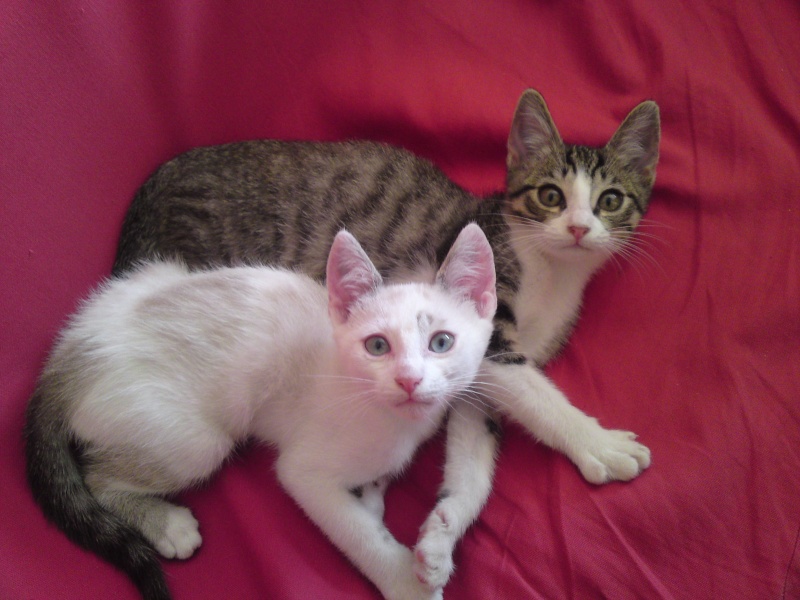 Trois chatons qui vivaient dans un clapier 64/65, restent deux mles ADOPTES P26-0813