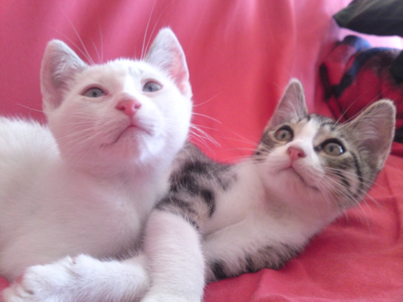 Trois chatons qui vivaient dans un clapier 64/65, restent deux mles ADOPTES P26-0814