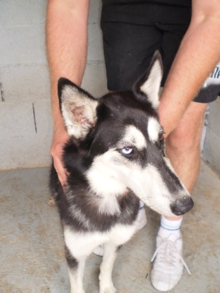 DIXY husky (f)caline et tendre  REF (07) ADOPTEE - Page 2 Dixy210