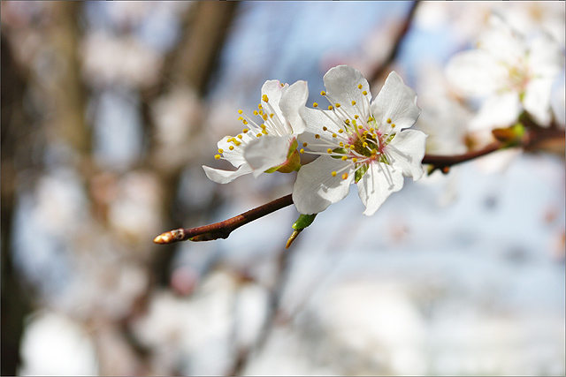 Un peu de printemps K20j0215