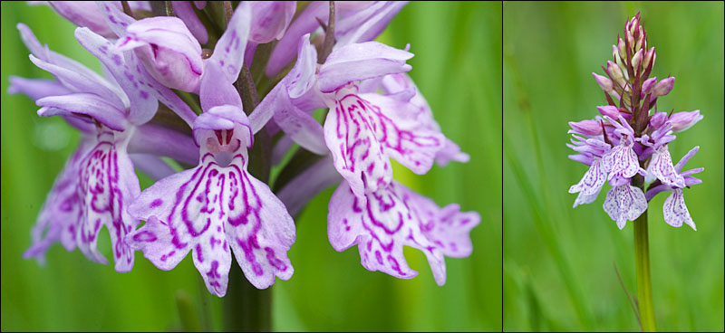 Dactylorhiza maculata ( Orchis maculé ) Aubrac14