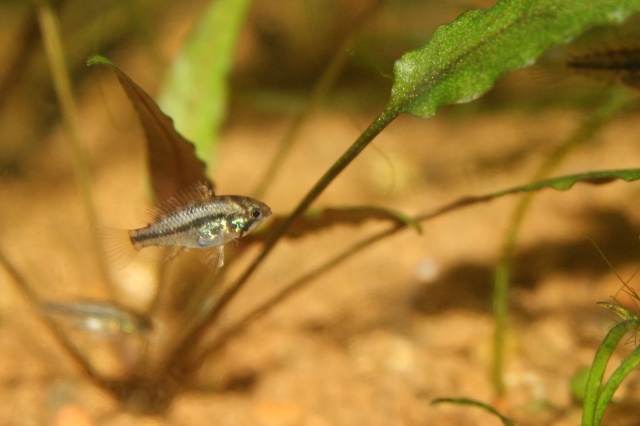 Mes Apistogramma cacatoides Img_1710