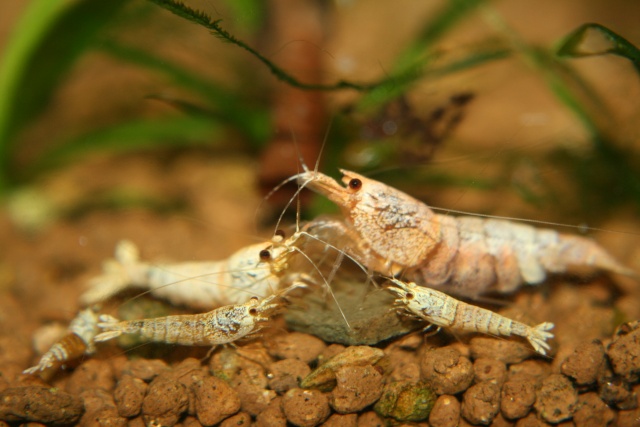 1er concours photos/"les crevettes comme vous les aimez!" Img_2310