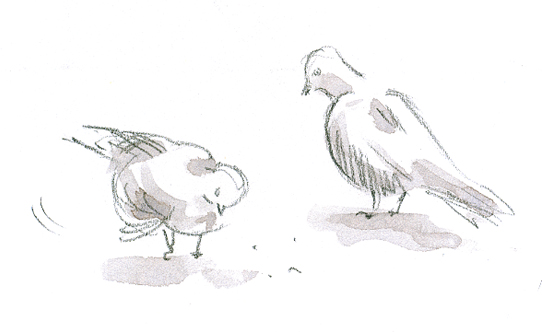 petits coups de crayon.... Pigeon10