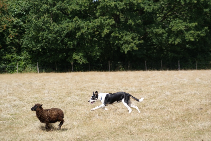 Edesse : sa 1ère aux moutons Dsc02213