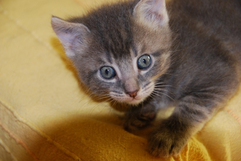 * A adopter BUBBLE chaton M (C 27 Avril) Dsc_0239