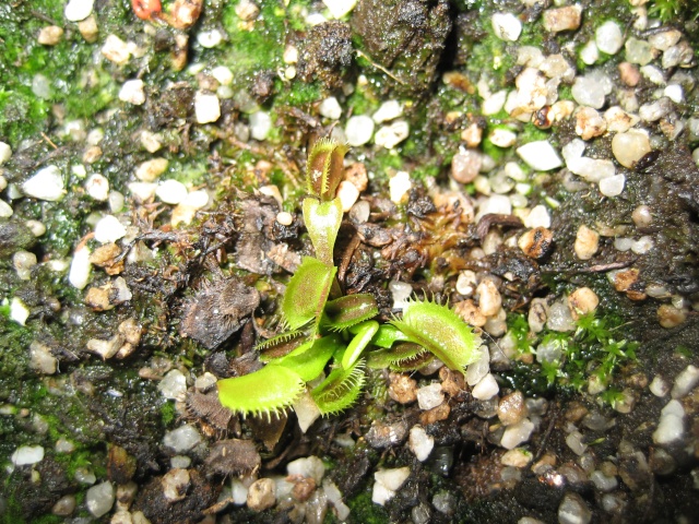 Il y avait bien longtemps... VFT Dionae18