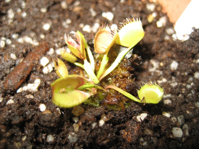 Il y avait bien longtemps... VFT Dionae27