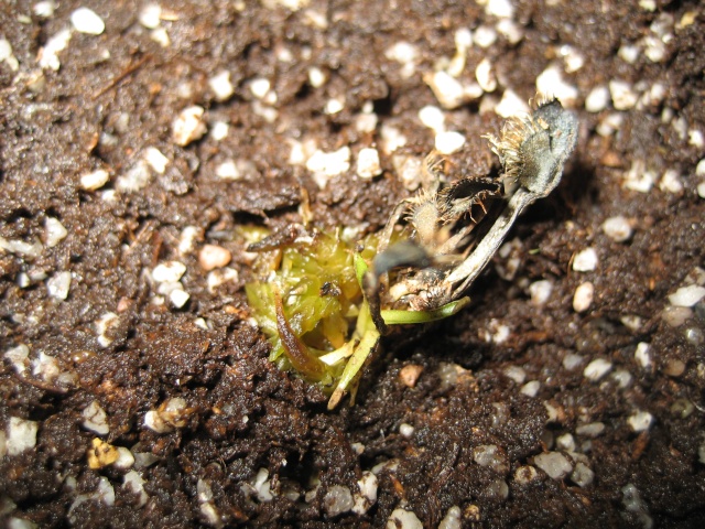 Il y avait bien longtemps... VFT Dionae28