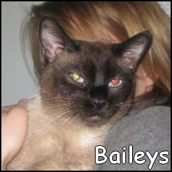 chats siamois/Birmans etc... trouvés sur le net - Page 4 Bailey11