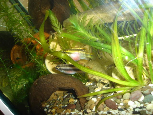 Pelvicachromis_pulcher Dsc05922