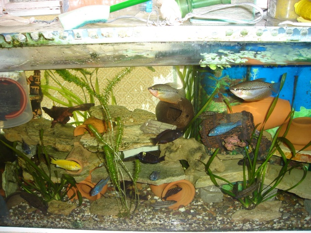aquarium - mon aquarium Dsc06723