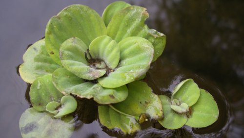 Pistia stratiotes en aquarium Pistia10