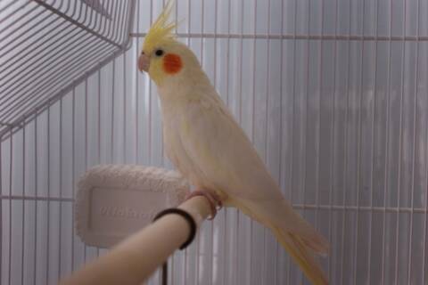 Callopsitte Cage