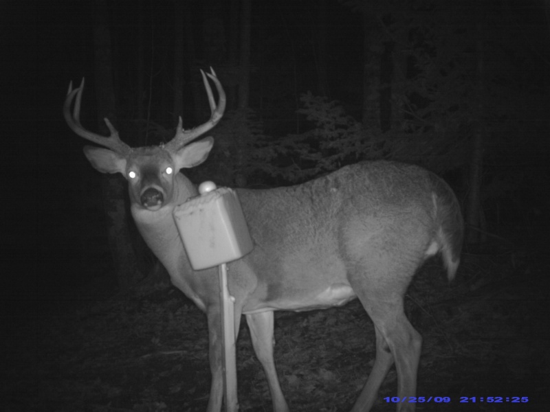 Enfin un buck Pic_0018